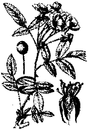 11.七里香薔薇